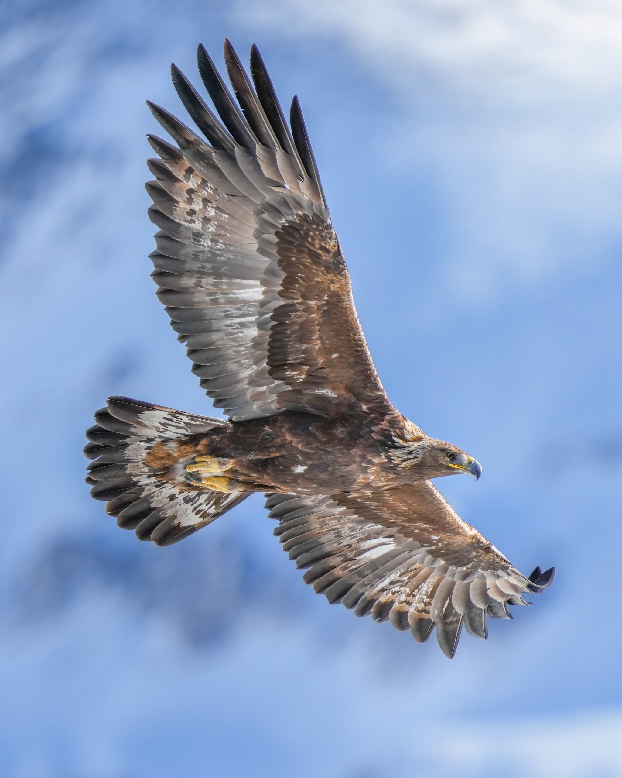 Aigle royal en vol dans les Alpes