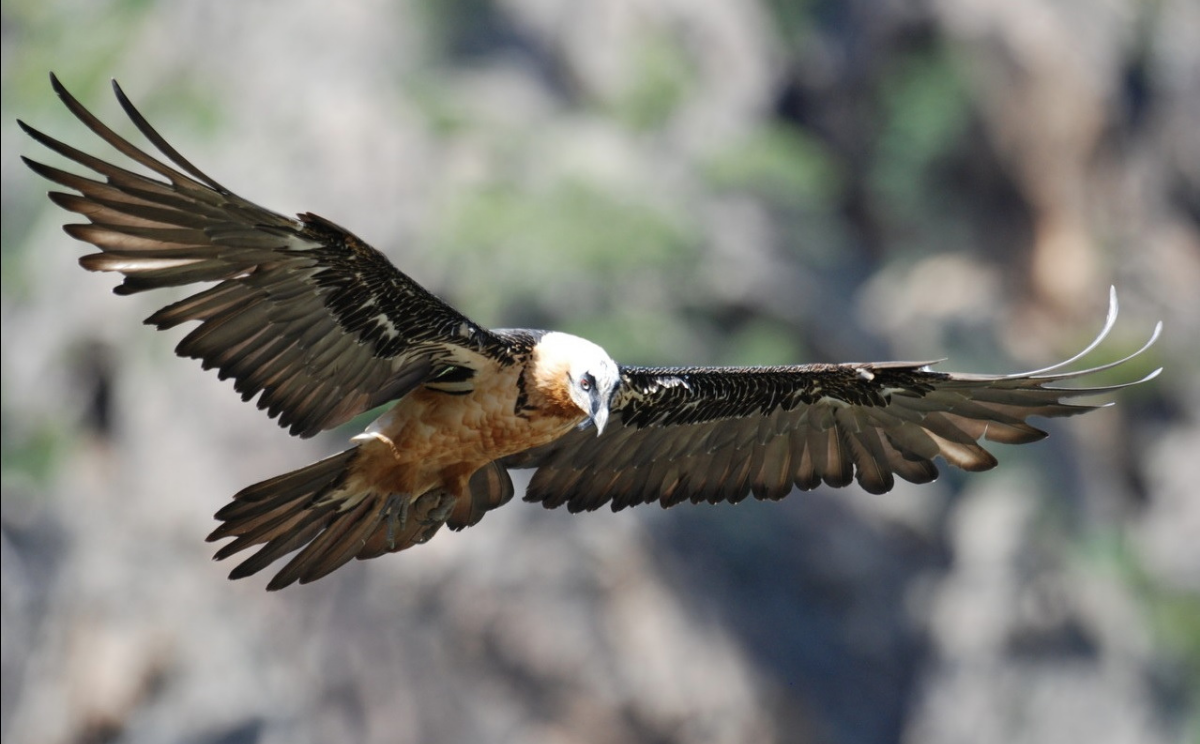 Gypaète barbu en vol