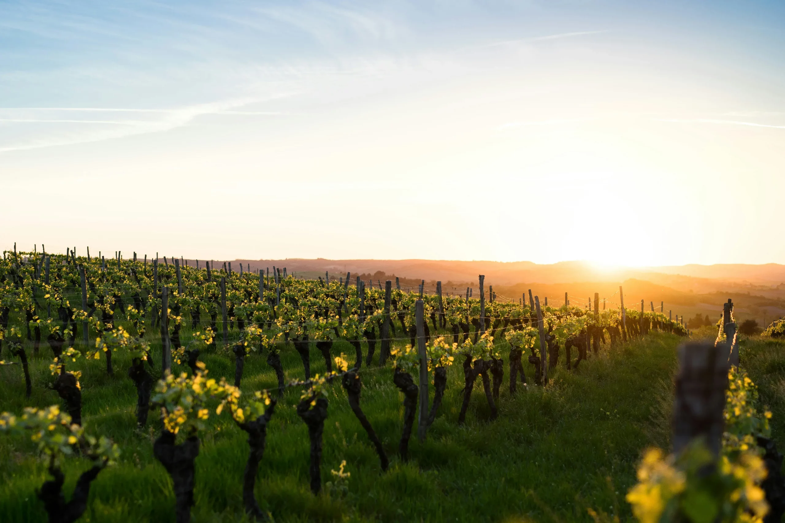 Vignobles